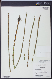 Equisetum fluviatile image