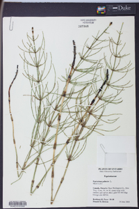 Equisetum palustre image