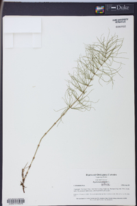 Equisetum pratense image