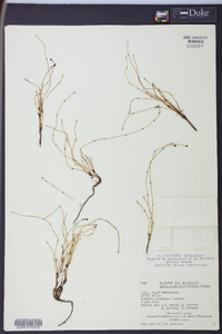 Equisetum scirpoides image