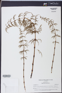 Equisetum sylvaticum image