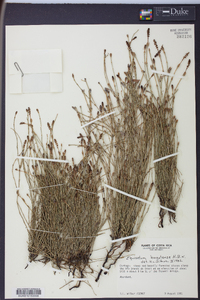 Equisetum bogotense image