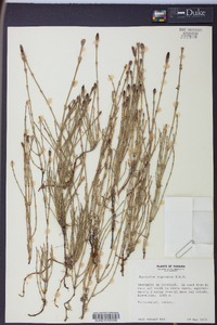 Equisetum bogotense image