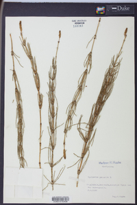 Equisetum palustre image