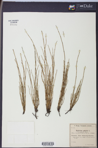 Equisetum palustre image