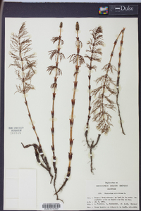 Equisetum sylvaticum image