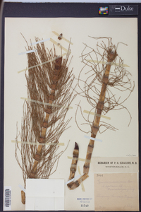 Equisetum telmateia image