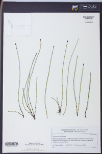 Equisetum variegatum image