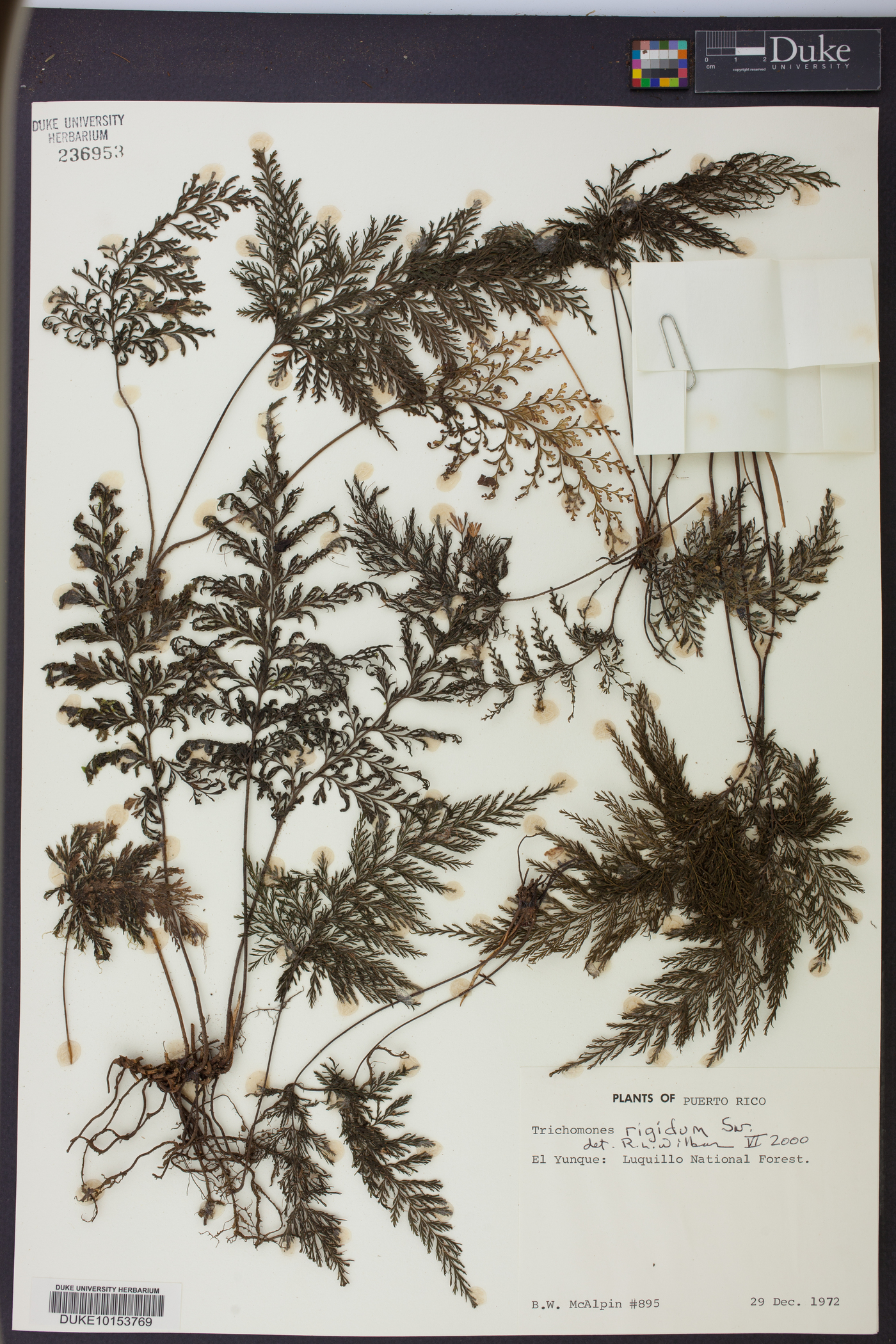 Trichomanes rigidum image