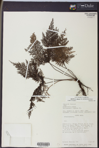 Abrodictyum rigidum image