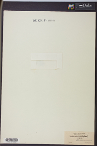 Trichomanes humile image