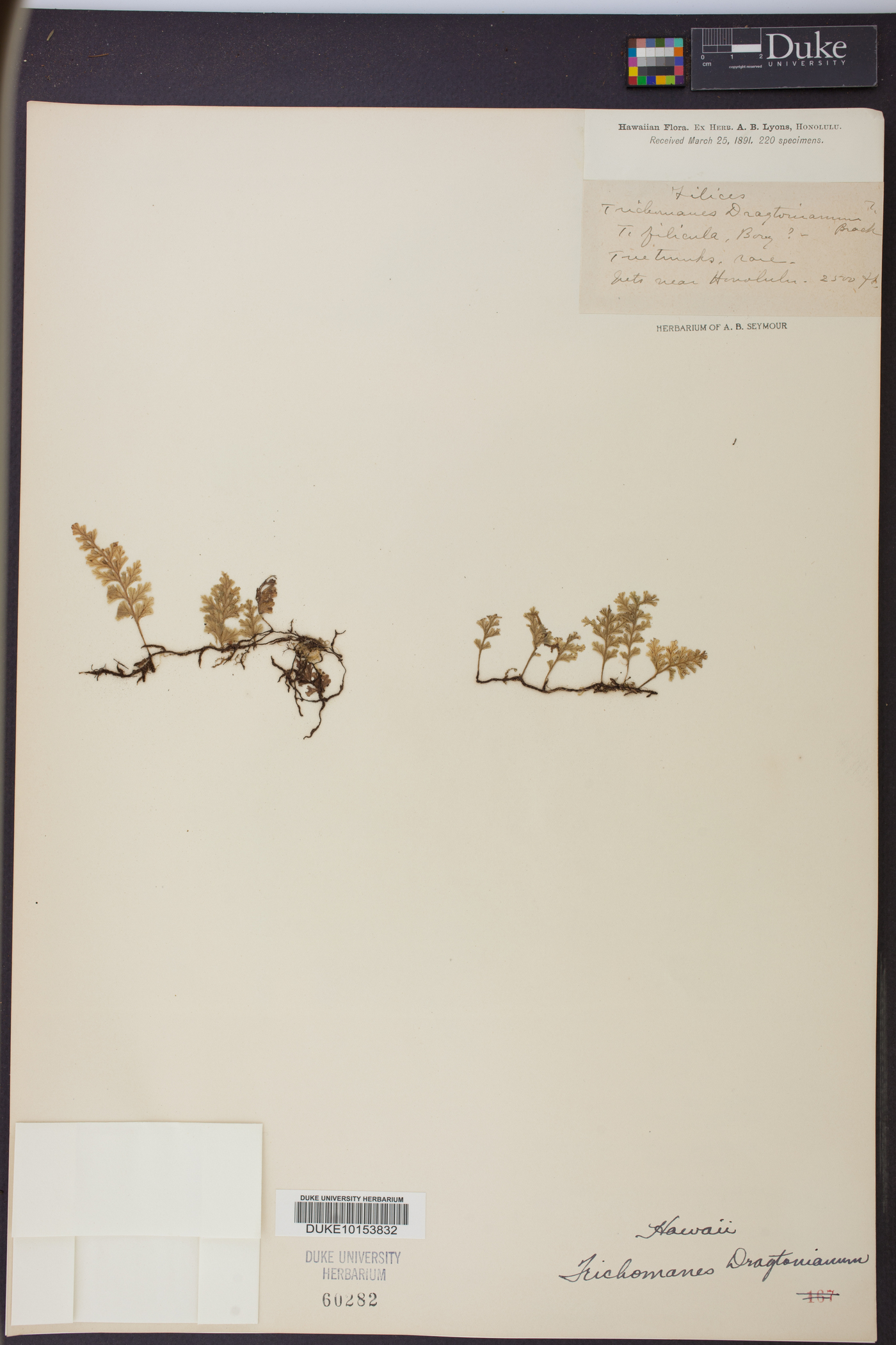 Trichomanes draytonianum image