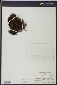 Trichomanes saxifragoides image