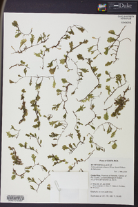 Trichomanes ekmanii image