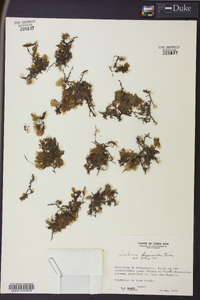 Trichomanes hymenoides image