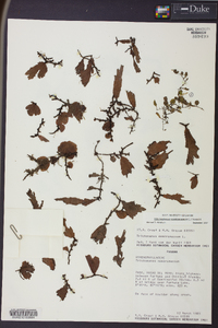 Didymoglossum membranaceum image