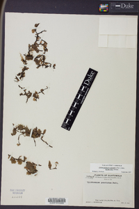 Didymoglossum punctatum image