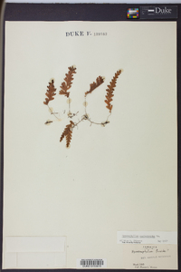 Hymenophyllum asplenioides image