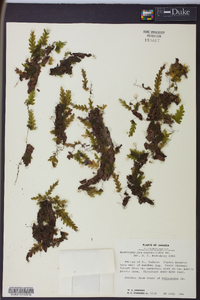 Hymenophyllum asplenioides image