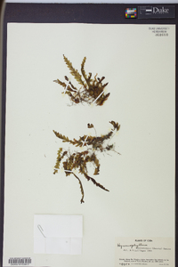 Hymenophyllum asplenioides image