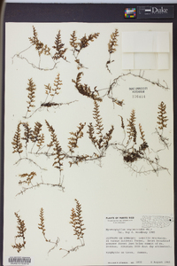 Hymenophyllum asplenioides image