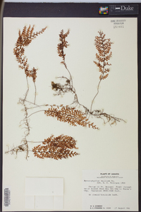 Hymenophyllum axillare image