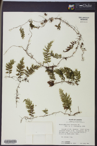 Hymenophyllum fucoides image