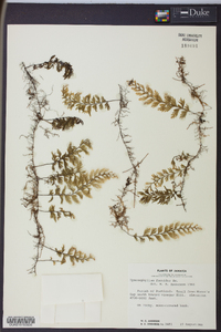 Hymenophyllum fucoides image