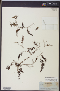 Hymenophyllum fucoides image