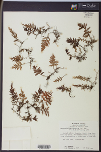 Hymenophyllum hirsutum image