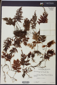 Hymenophyllum hirsutum image