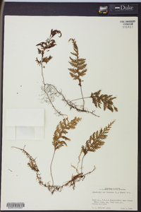 Hymenophyllum hirsutum image