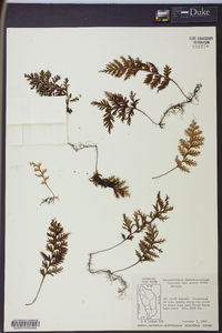 Hymenophyllum hirsutum image