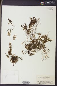 Hymenophyllum hirtellum image