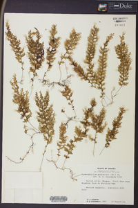 Hymenophyllum polyanthos image