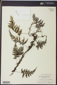 Hymenophyllum consanguineum image