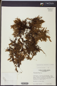 Hymenophyllum fendlerianum image