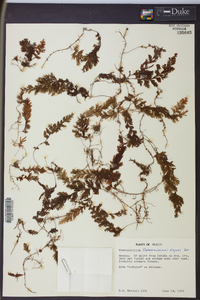 Hymenophyllum lineare image