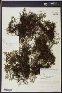 Hymenophyllum fucoides image