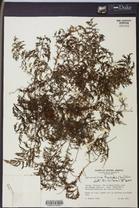 Hymenophyllum fucoides image