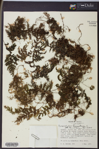 Hymenophyllum hirsutum image