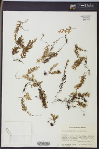 Hymenophyllum myriocarpum image