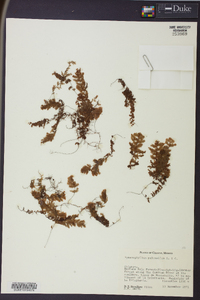 Hymenophyllum elegantulum image