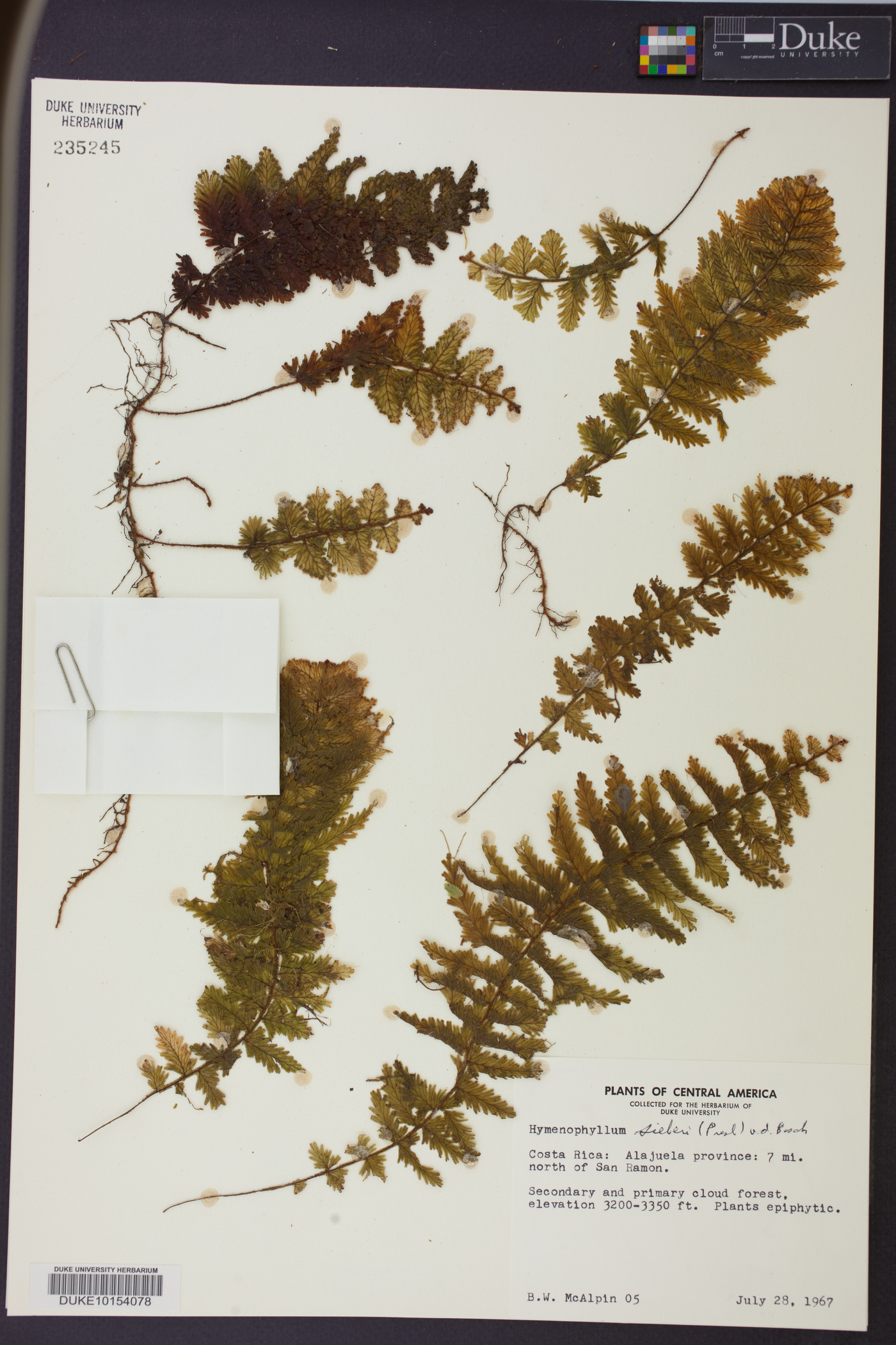 Hymenophyllum sieberi image