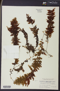 Hymenophyllum sieberi image