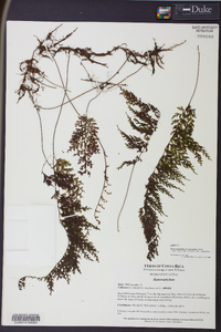 Hymenophyllum subrigidum image