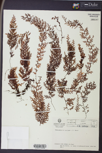 Hymenophyllum myriocarpum image