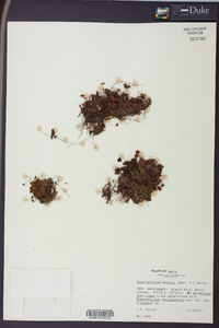 Hymenophyllum darwinii image