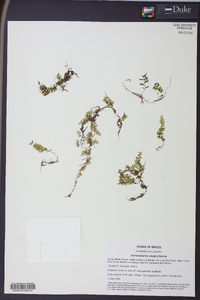 Hymenophyllum lineare image