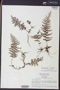 Hymenophyllum fucoides image